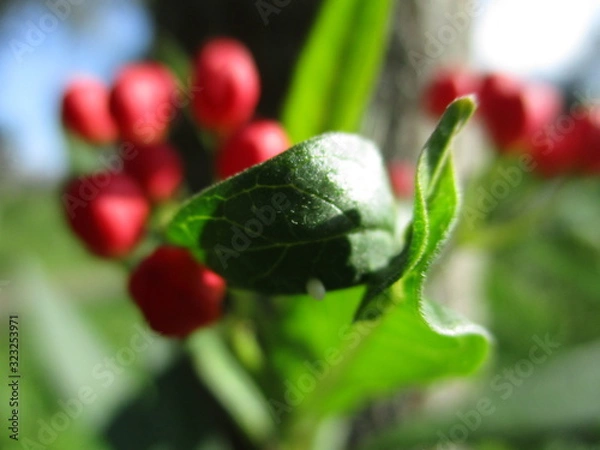 Obraz green leaf with a red background
