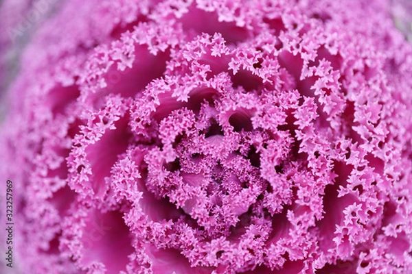 Fototapeta ハボタン　プラチナケール