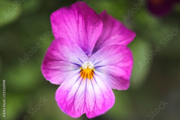 Fototapeta パンジー