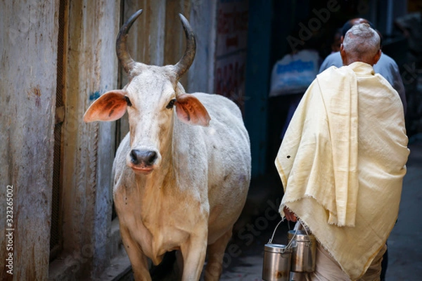Obraz święta krowa na ulicach Varanasi