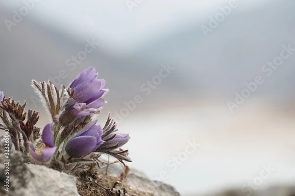 Obraz korea wild plants flower macro photograph