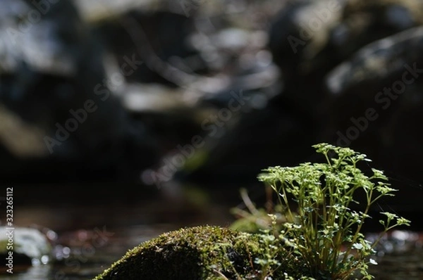 Obraz korea wild plants flower macro photograph