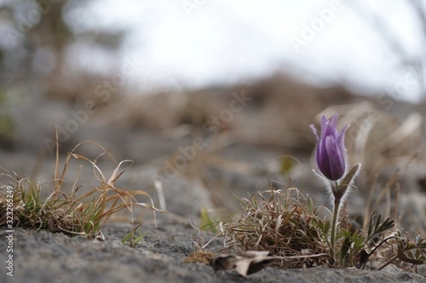 Obraz korea wild plants flower macro photograph