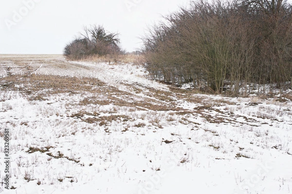 Fototapeta  landscape with trees and snow