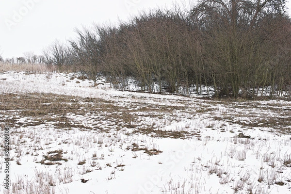 Fototapeta  snow in the field and bushes