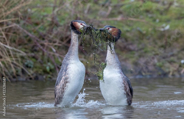 Obraz Great Crested Grebe Weed Dance