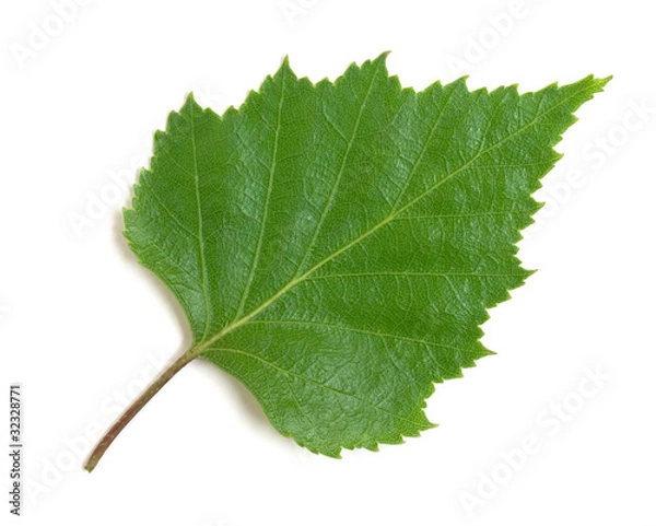 Obraz birch leaf on a white background