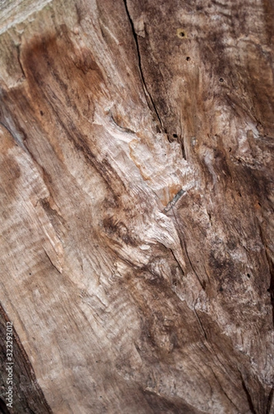 Obraz hacking of an old viscous tree with mold