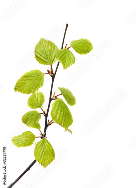 Obraz Ветка березы с весенними листиками