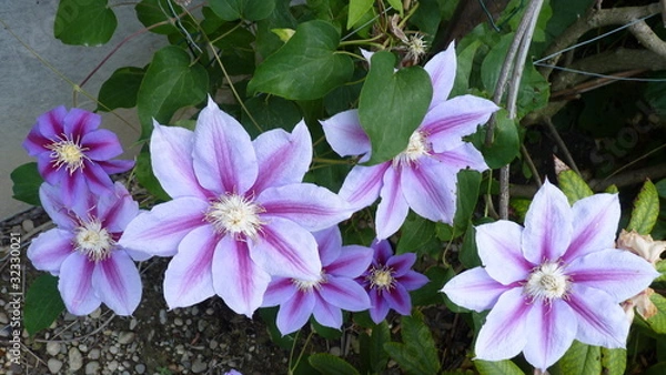 Obraz Des Clématites