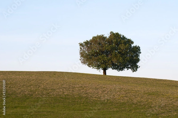 Obraz Lonely tree