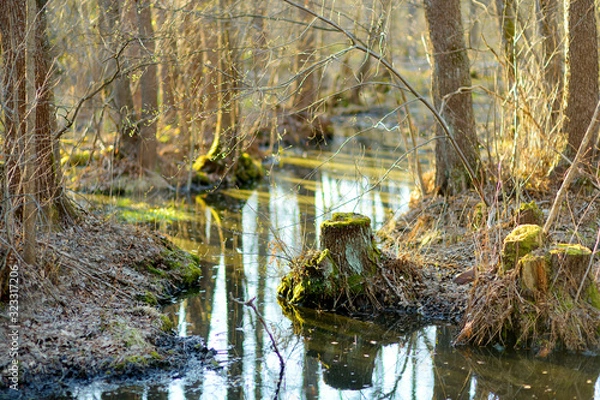 Fototapeta Small and narrow stream winding throught the dense forest on early spring
