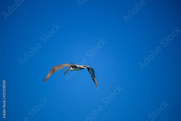 Obraz Pelícano vuela