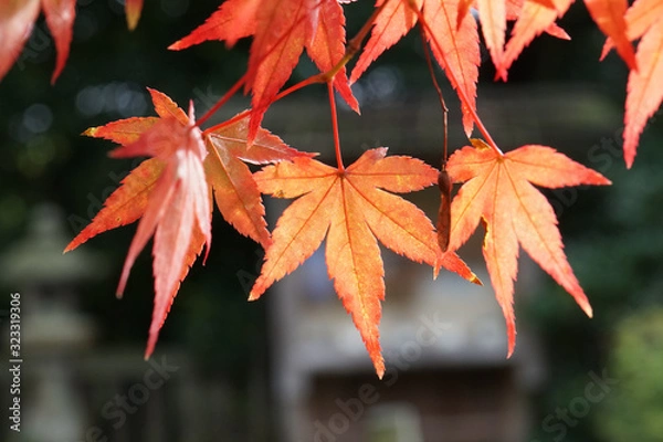 Fototapeta 赤く色付いた楓の紅葉