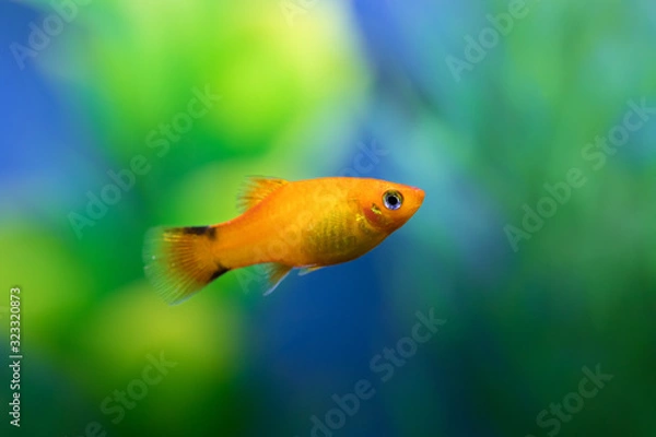 Obraz Close up of Orange color Platy fish against green and blue blurred background