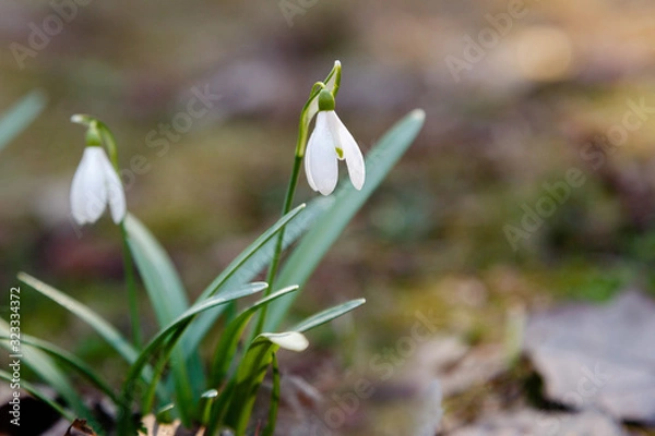 Fototapeta Snowdrop or common snowdrop (Galanthus nivalis) flowers in garden