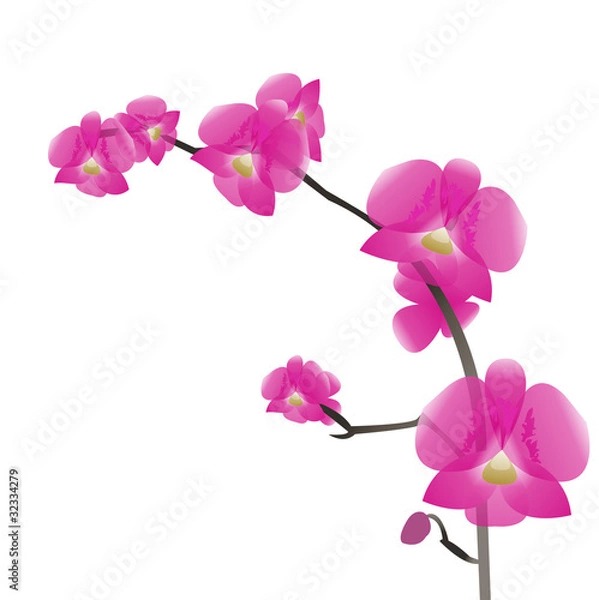 Fototapeta a branch of pink orchids, isolation