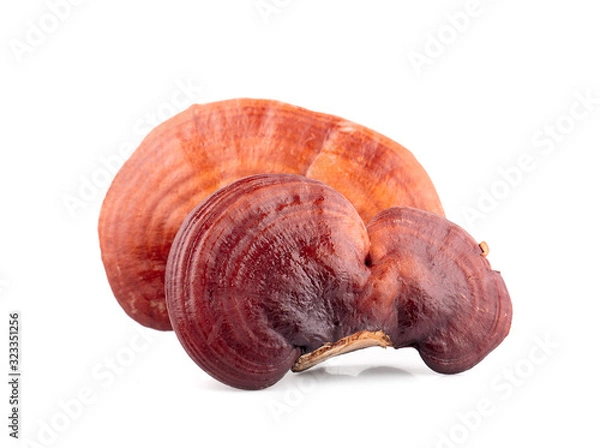 Obraz Lingzhi Mushroom Ganoderma Lucidum Isolated on white background