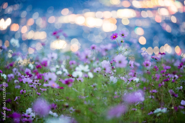 Obraz 夜景と秋桜