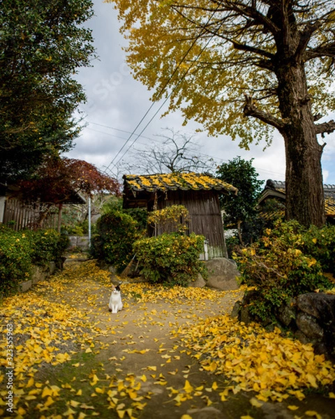 Obraz 猫とイチョウ