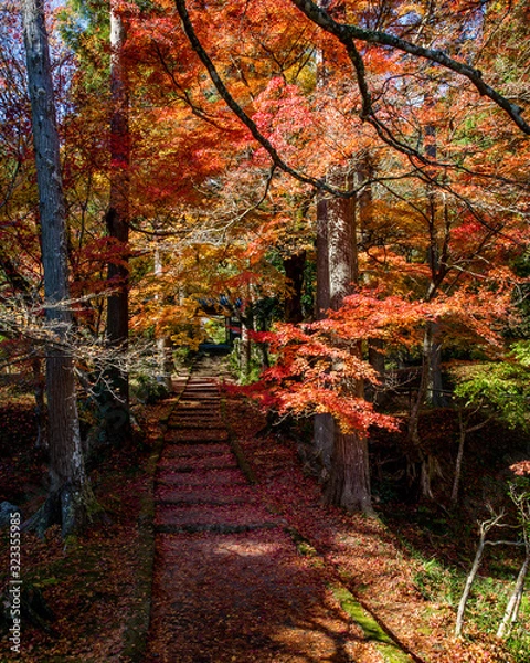 Obraz 日本の紅葉