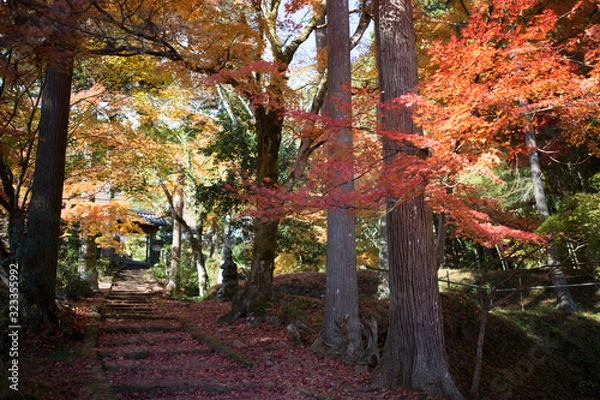 Obraz 日本の紅葉