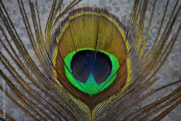 Obraz Green and brown beautiful peacock feather