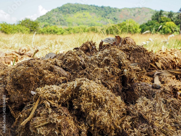 Obraz elephant dung in the field