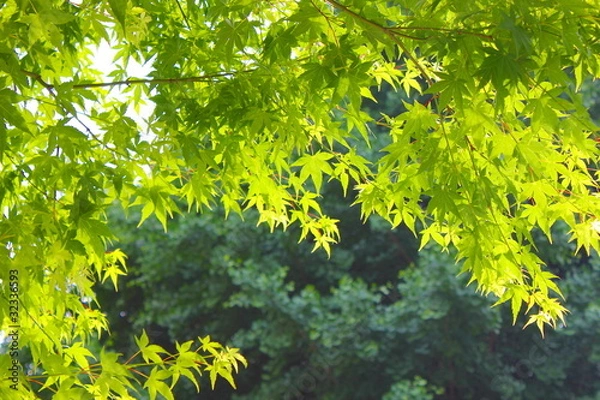 Fototapeta 新緑のもみじ