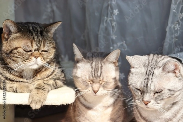 Obraz うなだれる三匹の猫アメリカンショートヘアー