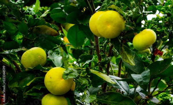 Fototapeta Branch with yellow tangerines and green leaves.
