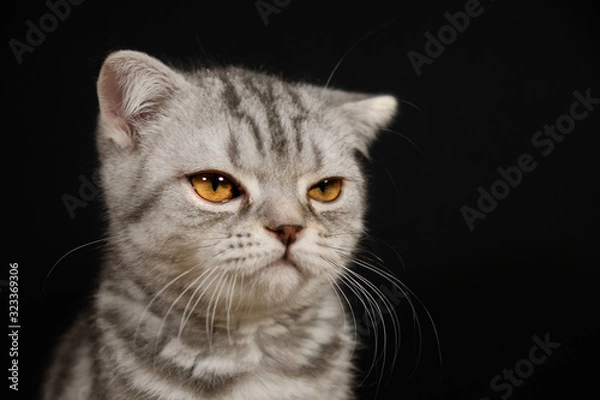 Fototapeta View disgruntled kitten on black background