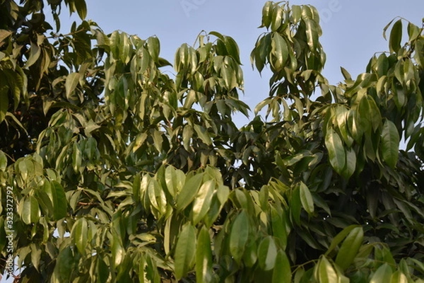 Obraz corn on a tree