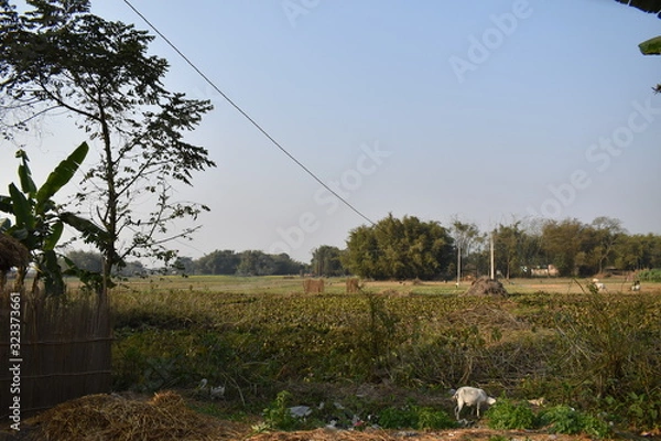 Obraz tree in a field