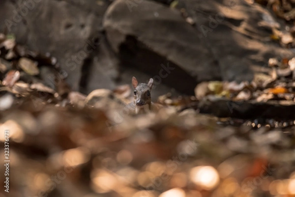 Fototapeta mouse deer or Chevrotain is smallest deer