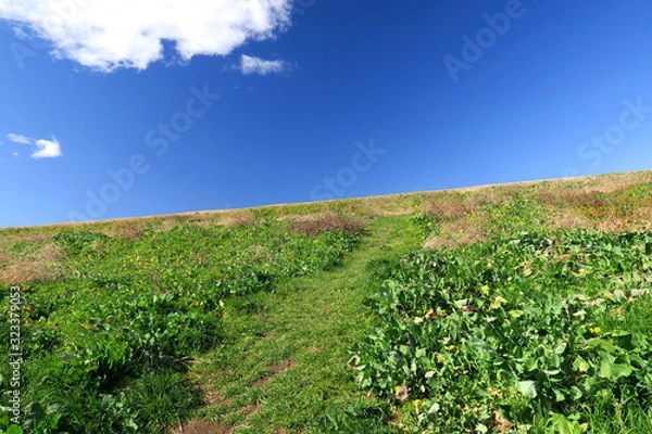 Fototapeta 晩冬の自然にできた小道のある土手風景
