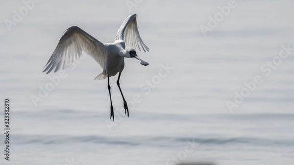 Obraz クロツラヘラサギ