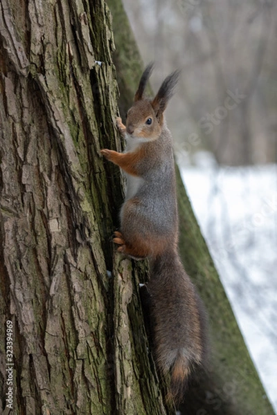 Fototapeta Red eurasian squirrel on the tree in the park, close-up.