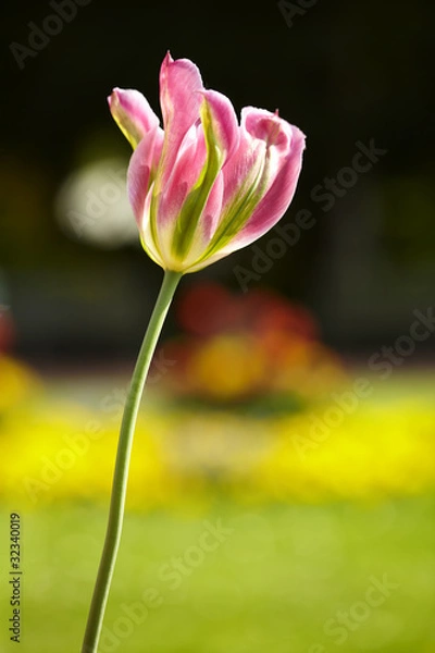 Obraz Tulpe