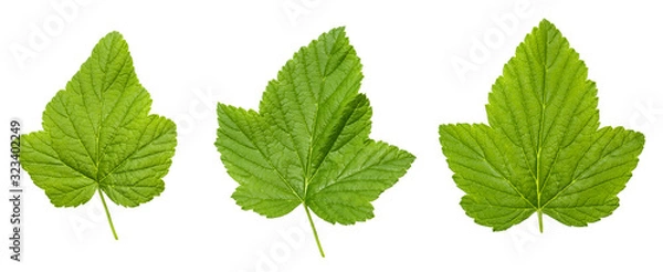 Fototapeta Black currant leaf set