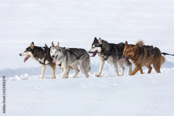 Fototapeta A pack of siberian huskies and malamuts participating in the dog sled racing contest, Tusnad, Romania