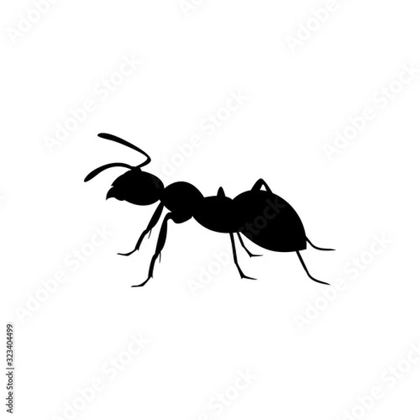 Obraz ant insect
