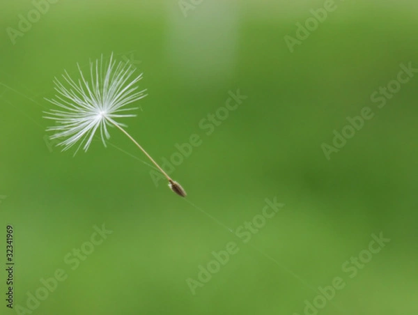 Fototapeta dandelion parachute