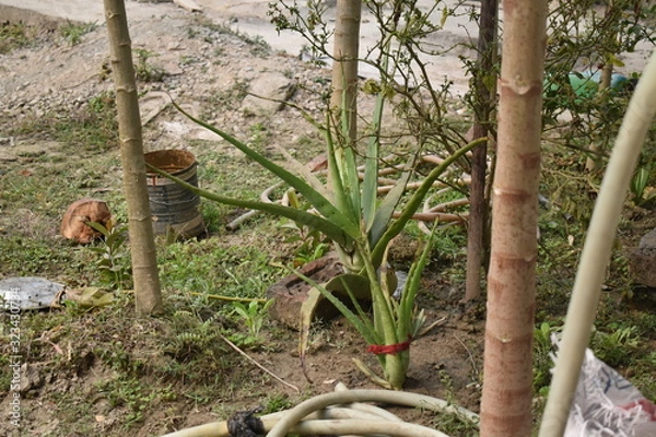 Obraz tree in the forest