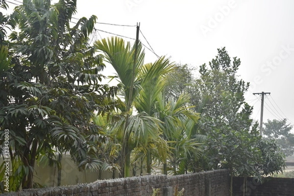 Obraz palm tree in the garden