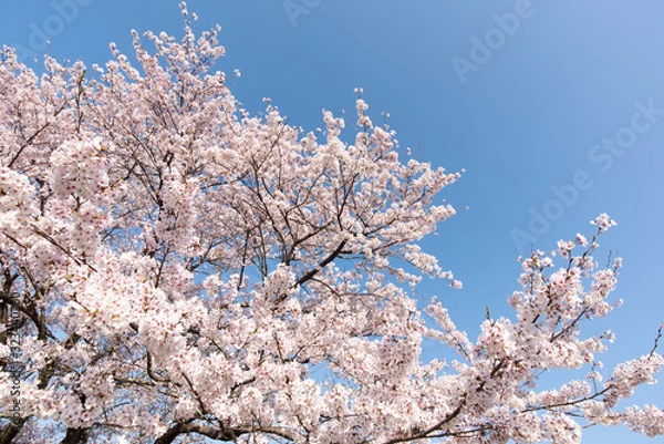 Fototapeta ソメイヨシノと青空