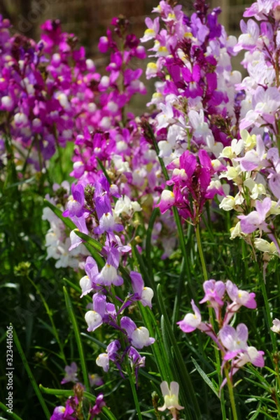 Fototapeta 華やかで優雅な野原に咲く美しいカラフルな花々