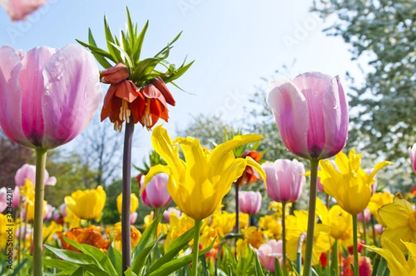 Fototapeta Colorful spring garden