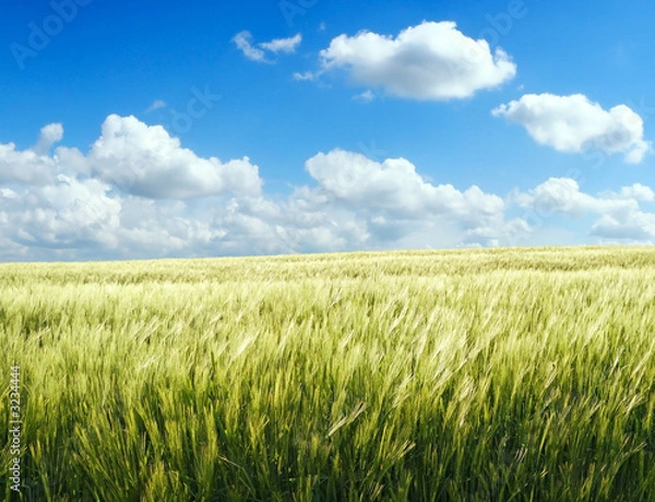 Obraz barley field over blue sky 1