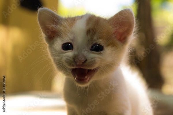 Obraz cat on a white background